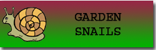 Garden Snails