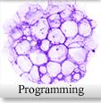 Programming